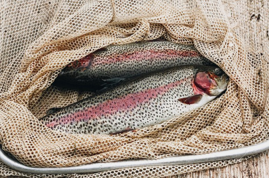 Introducing Kolapore Springs Trout! Introducing Kolapore Springs Trout!